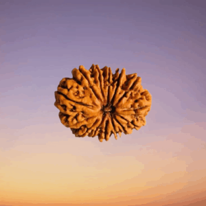 14 Mukhi Rudraksha