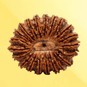 20 Mukhi Rudraksha