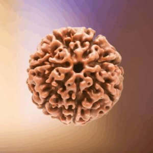 7 Mukhi Rudraksha
