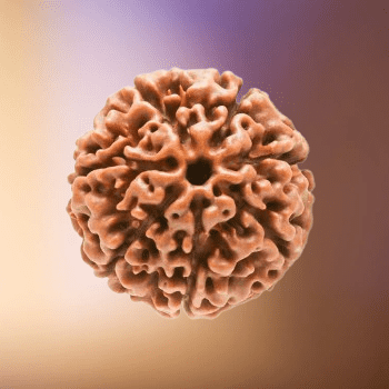 7 Mukhi Rudraksha