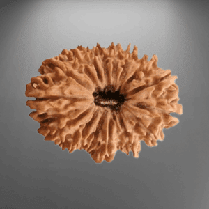 16 Mukhi Rudraksha