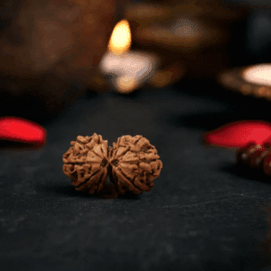 Gauri Shankar Rudraksha
