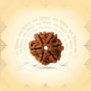 6 Mukhi Rudraksha