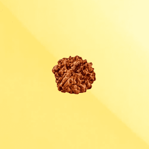 2 Mukhi Rudraksha