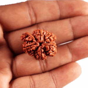 Ganesh Rudraksha