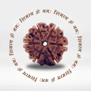 5 Mukhi Rudraksha