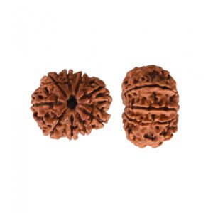 9 Mukhi Rudraksha