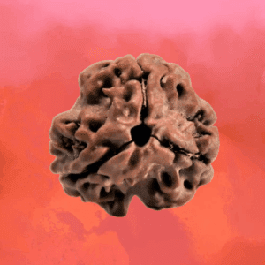 3 Mukhi Rudraksha