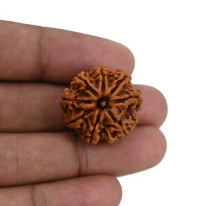 8 Mukhi Rudraksha